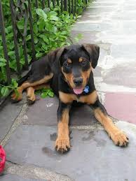Rottweiler Black And Brown Puppy Doberman Rottweiler Puppy Photo Found On Dogforums Com Mixed Breed Puppies Rottweiler Mix Puppies Doberman Mix