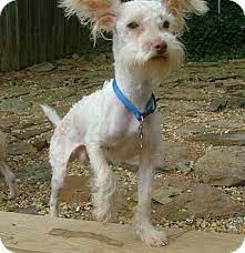 Allentown Pa Beebe Humane Society S Desperate House Dogs Pa Miniature Schnauzer Mix Meet Vegas A Dog For Adoption Dog Adoption Small Dog Adoption Pets