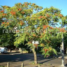 The leaves are imparipinnate and the flowers are greenish. Ailanthus Altissima Tree Of Heaven Buy Seeds At Rarepalmseeds Com