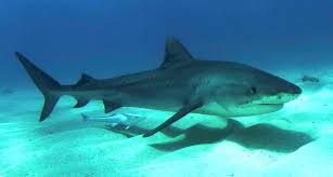 How to identify shark teeth 1 tiger shark. How Do Shark Teeth Bite Reciprocating Saw Glue Provide Answers Uw News