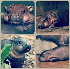 Want to make baby bathing fun, and develop the good habit of bathing frequently and paying attention to hygiene? Baby Pygmy Hippos Are Adorable Baby Animals Cute Animals Cute Hippo