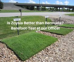 No weeds, sun, shade, slow growing. Is Zoysia Better Than Bermuda Grass Houston Pearland Sugar Land