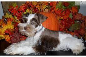 In the case of a miniature schnauzer, potential health issues include cataracts. Schnauzer Miniature For Sale Miniature Puppies Schnauzer Puppies