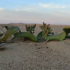 Image result for Arthraerua leubnitziae