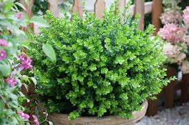 Everything else will need at least a couple hours of sun, but keep in mind even dappled the flirt nandina is the smallest nandina out there. Best Shade Plants For Pots Shade Container Ideas Garden Design