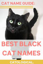 Top 150 Names For Black Cats Funny Unique Pop Culture Inspired Classic And More In 2020 Girl Cat Names Names For Black Cats Grey Cat Names