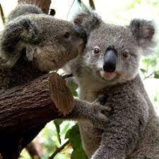Koalas Crystal Dive Award Winning 5 Star Scuba Diving On Tropical Koh Tao In Thailand Https Www Crystaldive Com P Koala Bear Cute Koala Bear Cute Animals