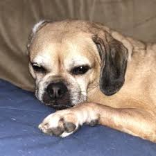 Get results from several engines at once. Pets In Zionsville Yelp