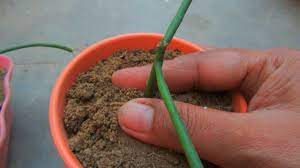 Growing cacti from stem cuttings is a common propagation technique. Easy Way To Propagate Pencil Cactus Youtube