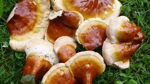 Image result for Ganoderma tsugae