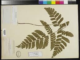 Image result for Triplophyllum