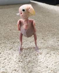 Bird With No Feathers Pin On Animals