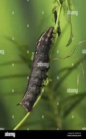 Image result for Hippotion celerio