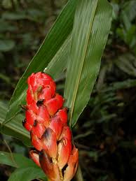 Image result for Renealmia