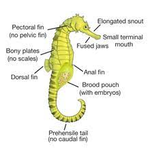 Rarer still, they are among. Seahorse Wikipedia
