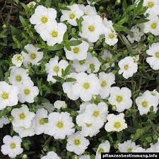 The plant presents masses of tiny white flowers. Plant Identification White Flowers