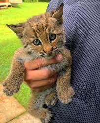 St Francis Wildlife Returns Bobcat To The Wild