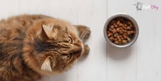 Tavsiye Edilen Kisirlastirilmis Kedi Mama Markalari Kedi Blog