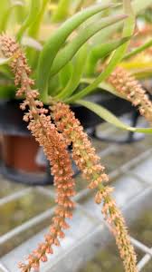 Image result for Oberonia