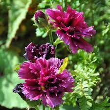 Image result for Alcea rosea