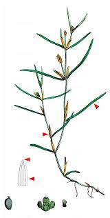 Image result for Potamogeton pusillus