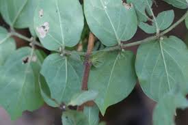 Image result for Cremaspora triflora