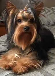 These dogs are devoted, loyal, loving, and attractive. Yorkshire Terrier Care Tips
