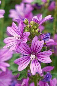 Image result for Malva sylvestris