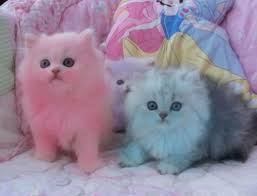 Pin By Crystal Noel On Animal Magnetism Crazy Cats Kittens Cutest Cats