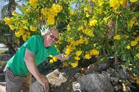 I'm also trying to search the internet for yellow flowering tree. Summer Blooms That Can Take The Heat The San Diego Union Tribune
