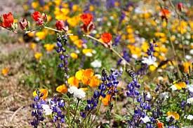 Maybe you would like to learn more about one of these? Page 5 Royalty Free Desert Blooms Photos Pikist
