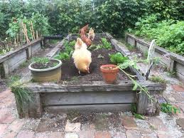 Maybe you would like to learn more about one of these? Huhner Vertreiben So Verlassen Die Tiere Ihren Garten
