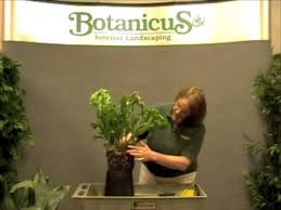 Be respectful of other users at all times. Prune This How To Divide House Plants Youtube
