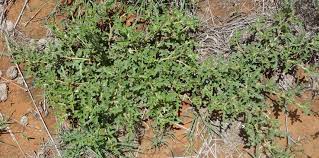 Image result for Solanum supinum