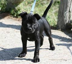 Staffy Staffordshire Bull Terrier Puppies English Staffordshire Bull Terrier Pitbull Terrier