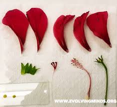 The lower part of the flower is female organ. Dissection Of Hibiscus Flower Practical Notes Pdf Beautifull Flowers