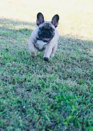 The french bulldog is an affectionate dog breed that loves to play. French Bulldog Puppies For Sale Tampa Fl 289486