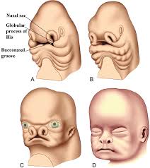 Image result for Embryology
