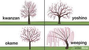 Maybe you would like to learn more about one of these? How To Grow A Cherry Blossom Tree With Pictures Wikihow