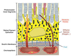 Image result for Choroid