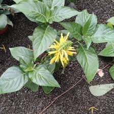 Image result for Justicia aurea