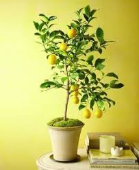 Culture Et Entretien D Un Citronnier En Pot Potager Interieur Jardinage Idee Jardinage
