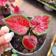 Maybe you would like to learn more about one of these? 8 Jenis Bunga Keladi Tanaman Hias Daun Yang Kini Paling Banyak Dicari
