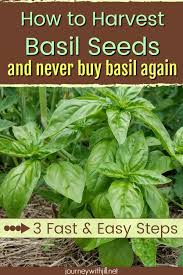 How To Quickly Harvest Save Basil Seeds The Beginner S Garden Harvesting Basil Growing Basil Basil Seeds