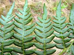 Image result for Pteridium aquilinum