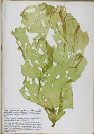 Image result for Ulva rigida