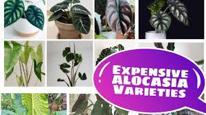 Filter — filter by plant form. Alocasia Most Expensive Varieties Trending Plants Gehtv Youtube