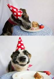 Cake Dog Blank Template Imgflip