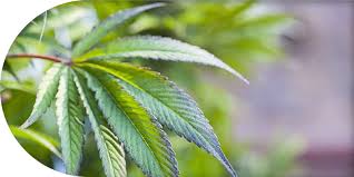 Marijuana as a term varies in usage, definition and legal application around the world. Marihuana Das Gras Der Cannabis Pflanze Thc Guide