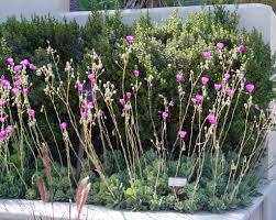 Maybe you would like to learn more about one of these? Black Gold Fight Fires With Garden Flowers Black Gold